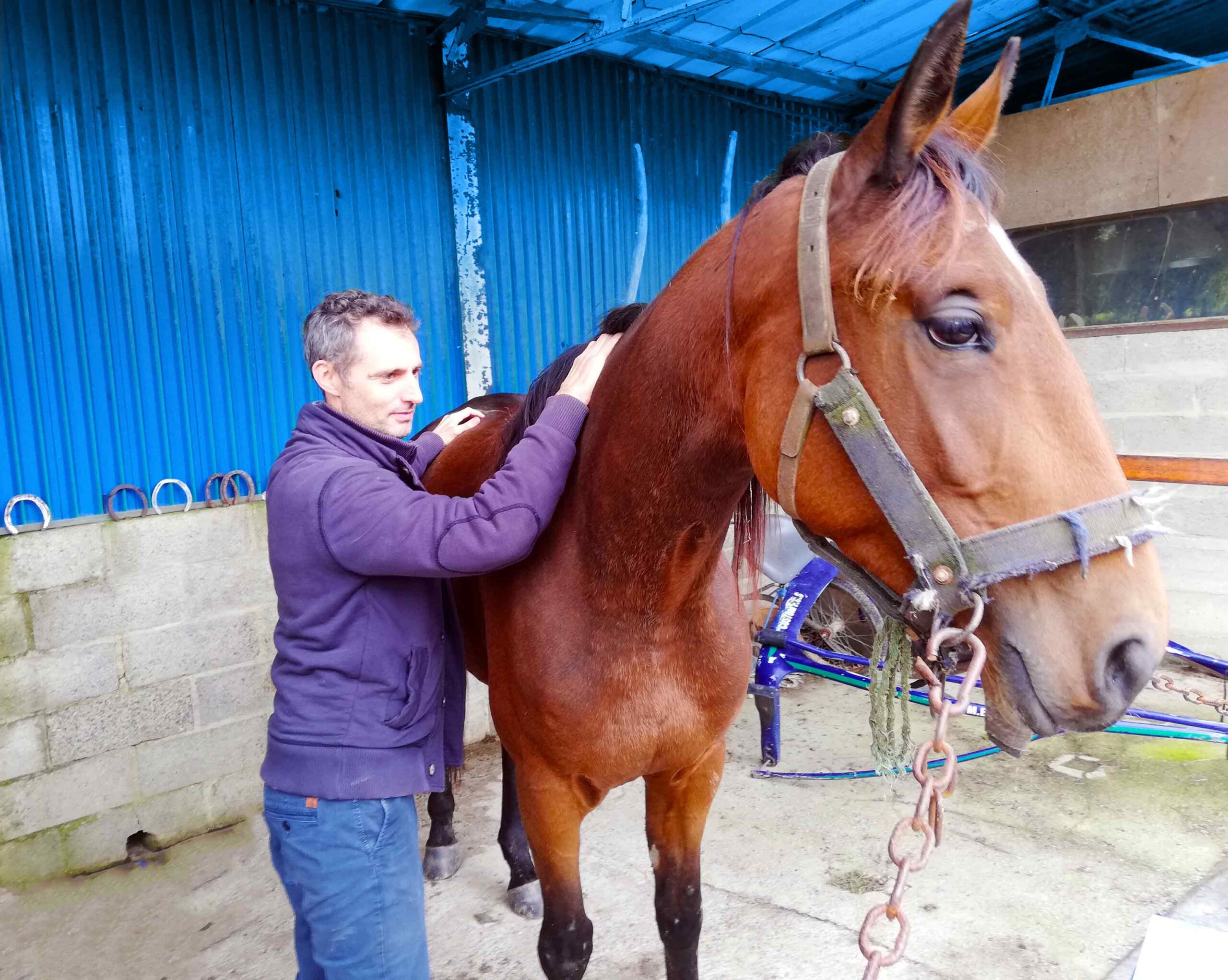 thérapie-décodage-animalier-cheval