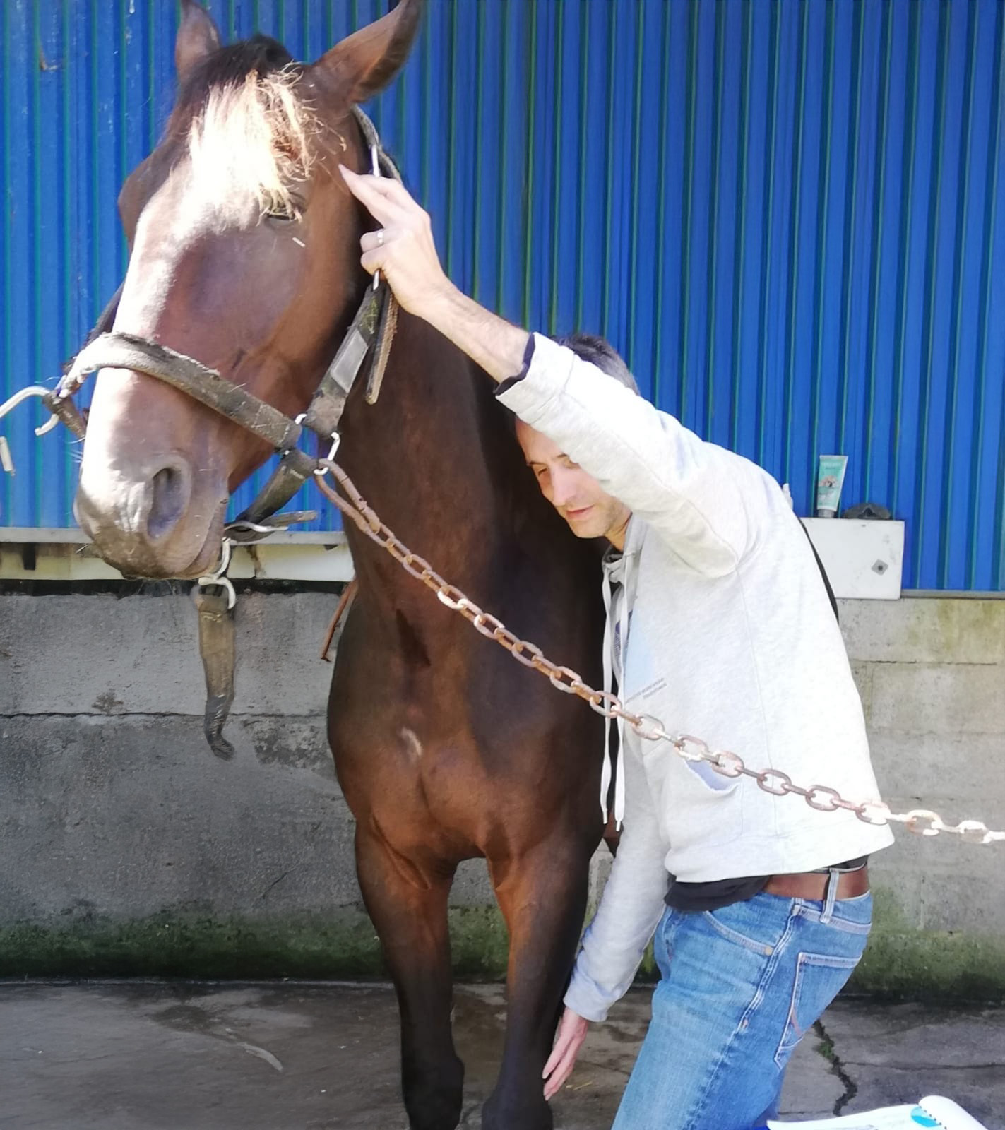 Thérapie décodage animalier